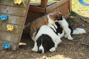 Gentle Newfie dog with puppy